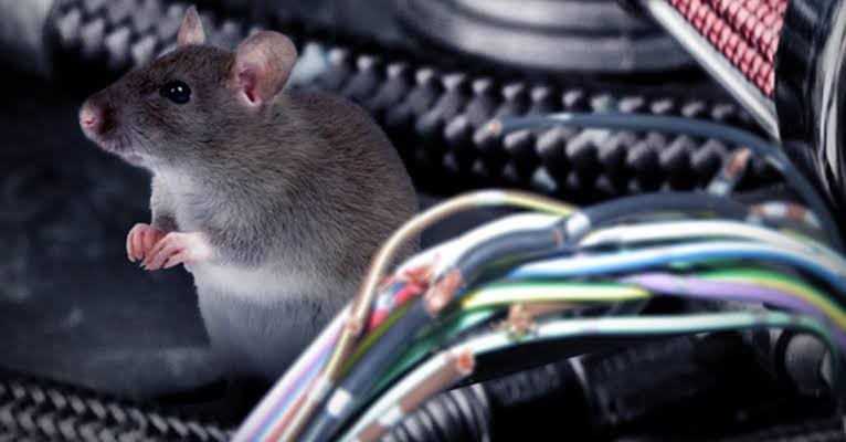 Tips Mencegah Tikus Bersarang di Dalam Mobil 