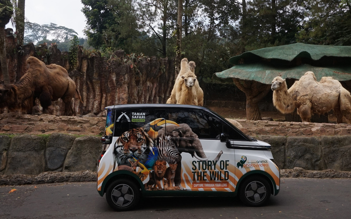 Taman Safari Indonesia Gelar IAPVC 2023, Hadiah Utama 1 Unit Wuling Air ev  